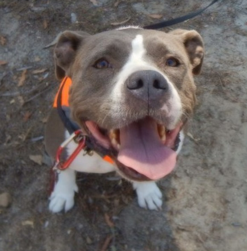 Lilly — Wolfgang Amadeus Lillehammer